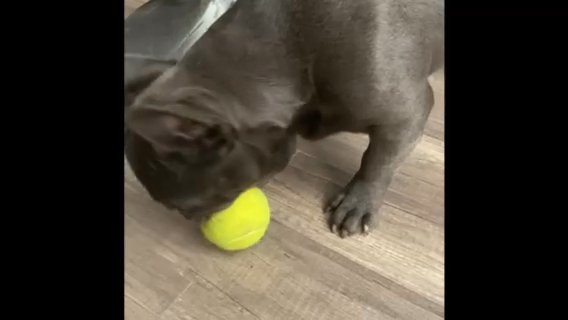 Blue Eyes French Bulldog in Victorville, California