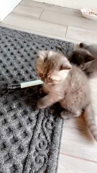 Scottish Straight/Fold Kittens in North Port, Florida