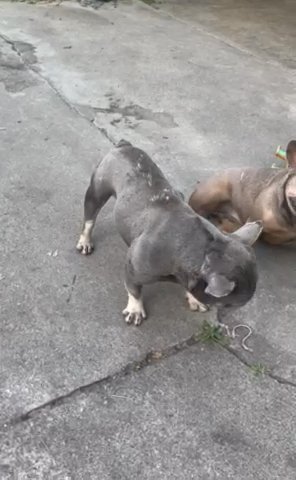 French Bulldog in Long Beach, California