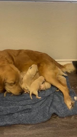 Golden Retriever Puppies in Denton, Texas