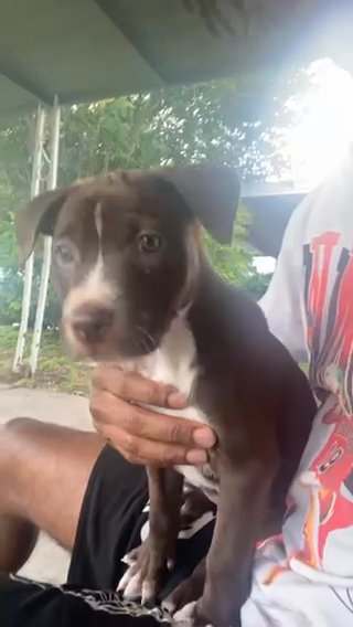 2 Month Old PitBull Puppy in Houston, Texas