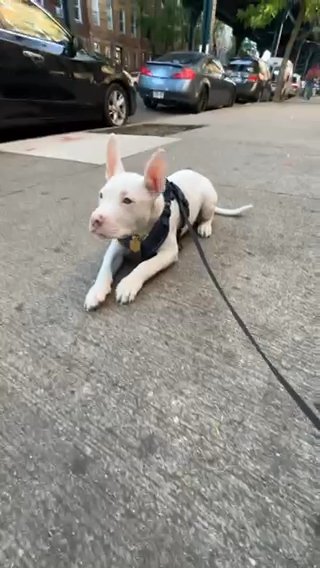 Red Nose Pitbull in New York City, New York