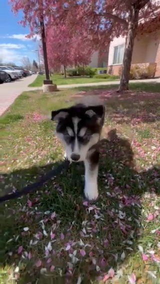 9 Week Old Siberian Husky in Loveland, Colorado