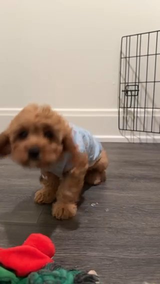 Female Puppy For Sale in New York City, New York