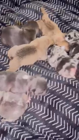 French Bulldog Pups in San Diego, California
