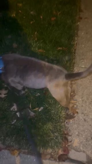 Bella Abkc in Cincinnati, Ohio