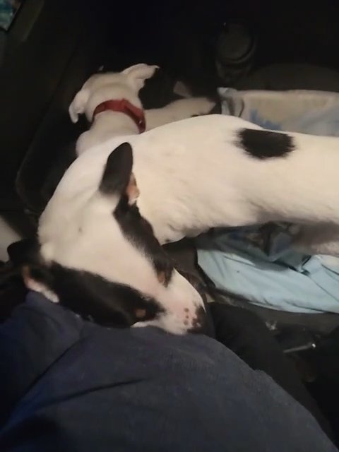 Silly Scrappy in Springfield, Missouri