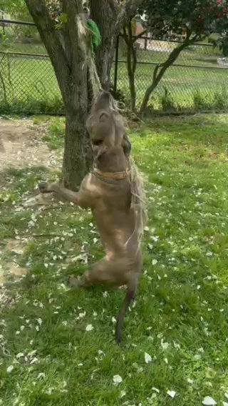 American Bully Stud in Washington, District of Columbia