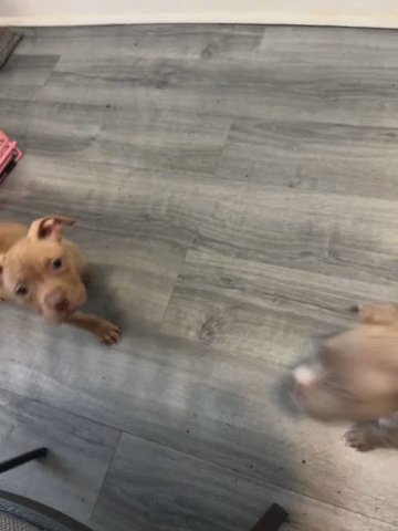 Puppies in Philadelphia, Pennsylvania