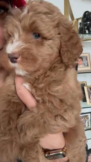 Male Mini Goldendoodle in Houston, Texas