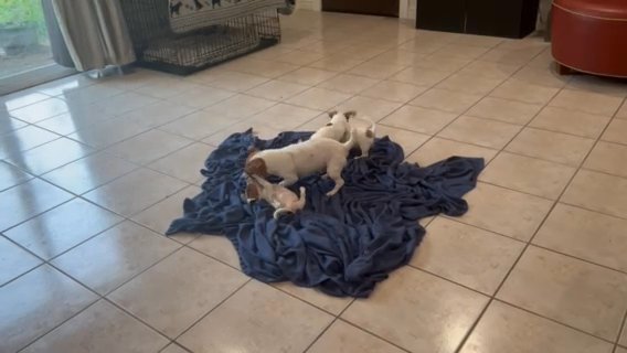Shorty Jack Russell Terriers in Harlingen, Texas