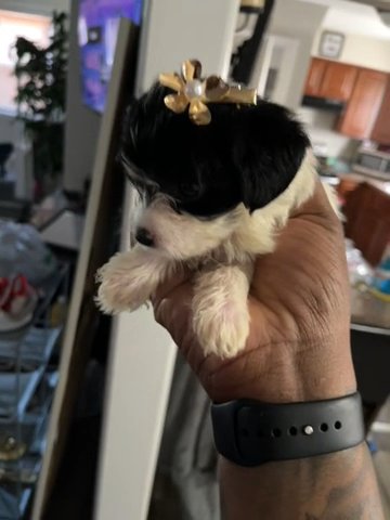 Shorkie Pup Looking For A New Home in Cleveland, Ohio