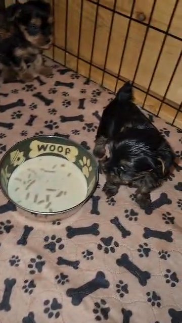 yorkie pups in Aiken, South Carolina