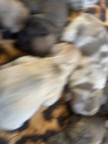 Akc French Bulldogs in Indianapolis, Indiana