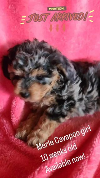 Merle Cavapoo Female in Euclid, Ohio