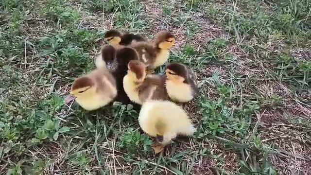 Muscovy ducklings! in Harrison, Michigan
