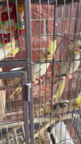 Cockatoos in Fort Worth, Texas