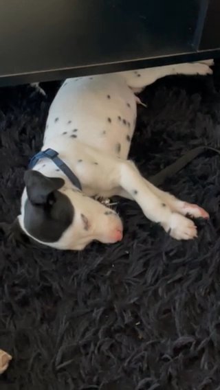 Dalmatian 8 WEEK OLD! in San Antonio, Texas