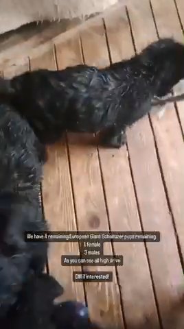 European Giant Schnauzer in Houston, Texas