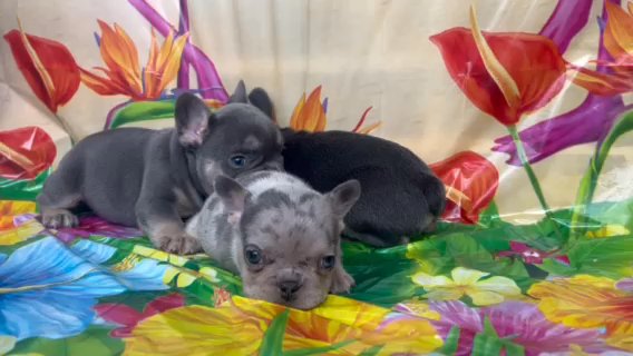 Frenchies in Jonesboro, Arkansas