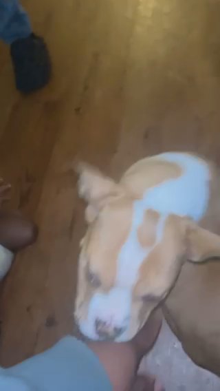 Dog For Sale , in St. Louis, Missouri