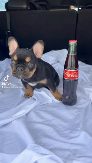 Akc French Bulldog Puppy in Orlando, Florida