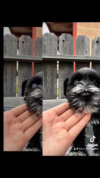 Male Miniature Schnauzer in Orange, California