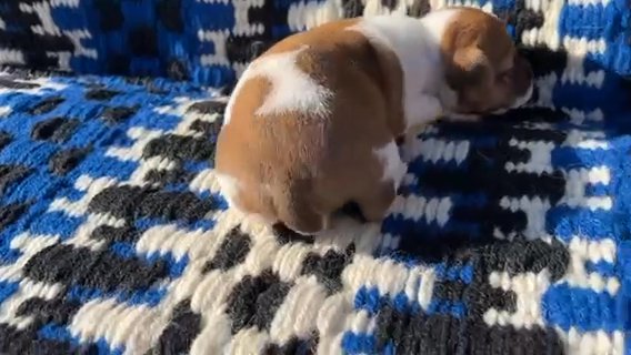 Sold Bunny in Paducah, Kentucky