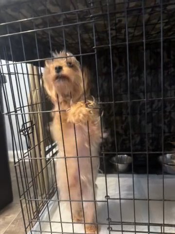 Yorkie Terriers 1 Male in Augusta, Georgia