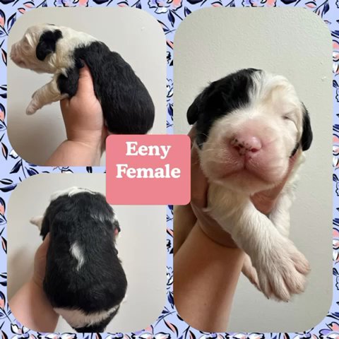Sheepadoodle in Cincinnati, Ohio