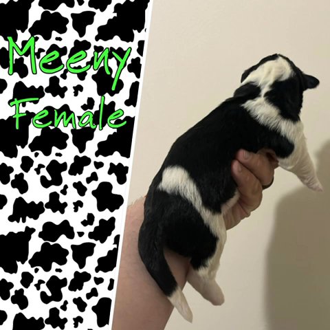 Sheepadoodle in Cincinnati, Ohio