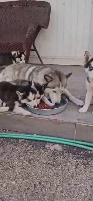 huskies in Opa-locka, Florida