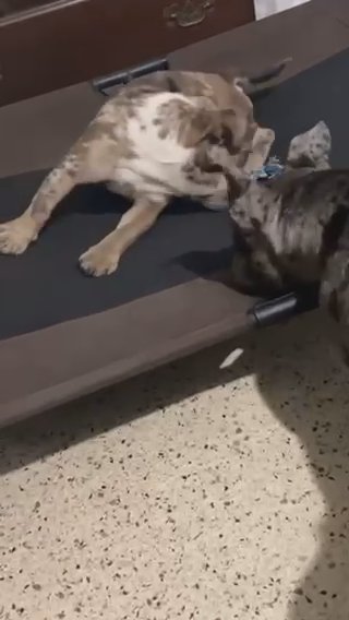 Chocolate Merle English Bulldog in Fort Myers, Florida
