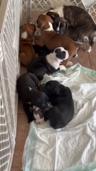 Akc Boxers in Pueblo West, Colorado