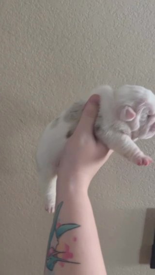 Lilac Merle in Stockton, California