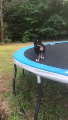 Micro Mini Bernedoodles in Greenwood, South Carolina