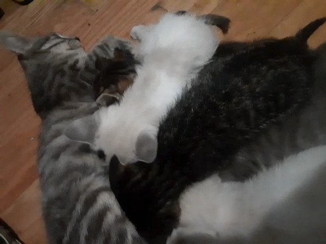 Female kittens in Corona, California