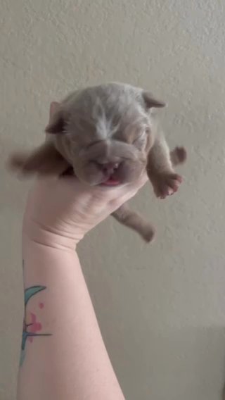 Lilac Tri Male in Stockton, California