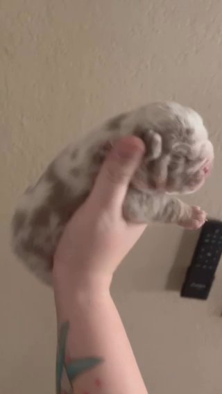 Lilac Merle in Stockton, California