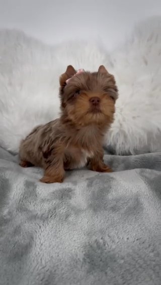 Choc Merle Female in Jackson, Tennessee