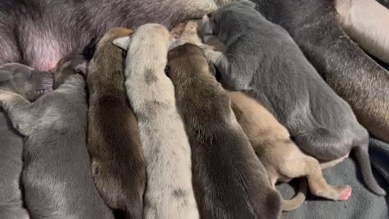 Great Dane Puppies in Lafayette, Indiana