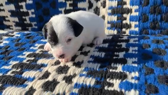 Buddy in Paducah, Kentucky