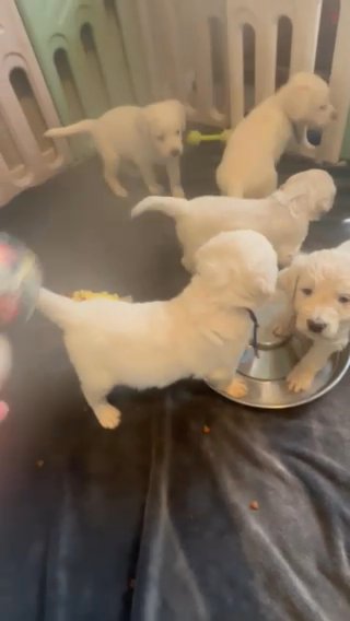 F1 Goldendoodles in Lubbock, Texas