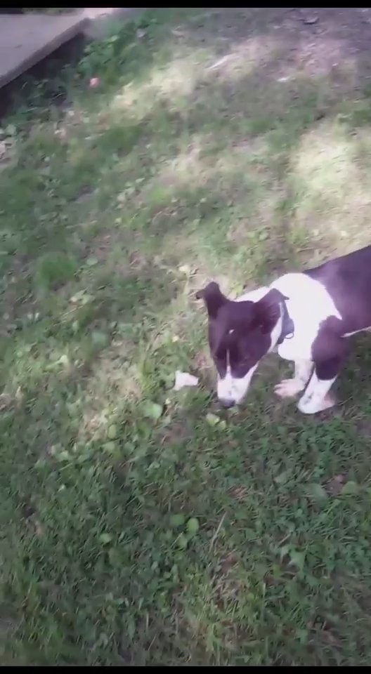 Mini Border collie in Warren, Ohio