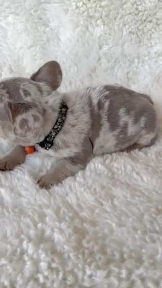 Egor Isabela Tan Merle Male in Fort Lauderdale, Florida