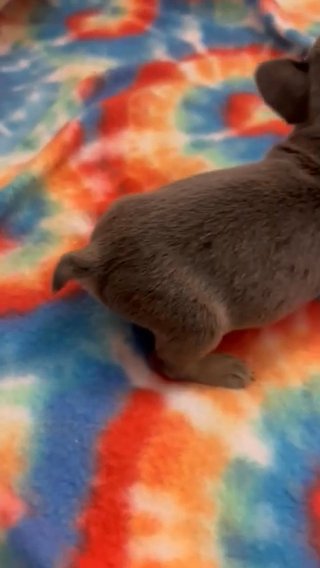 Frenchie Puppies in Livermore, California