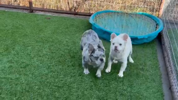 Lilac Merle Fluffy Male in Weatherford, Texas