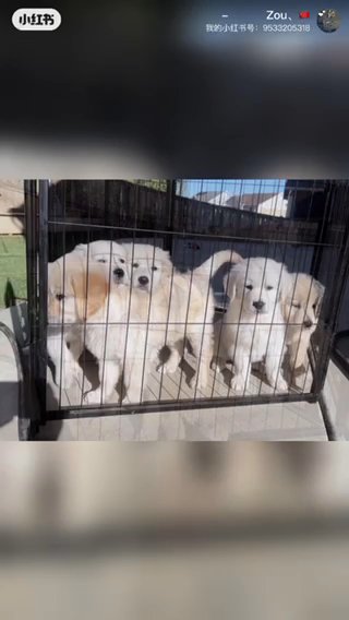 Golden Retriever in Denver, Colorado