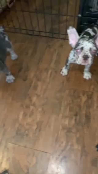 French Bulldog Puppies in Orange, California