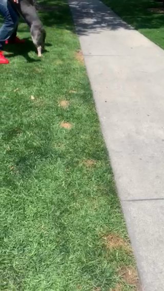 Pocket/Micro Bully Blue Tri Male in Orange, California